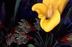 Rondeau de fleurs #108 Nobuyoshi Araki, photographie japonaise, fleurs, nature