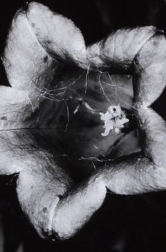 From the series 'Erotos' – Nobuyoshi Araki, Black and White, Photography, Flower