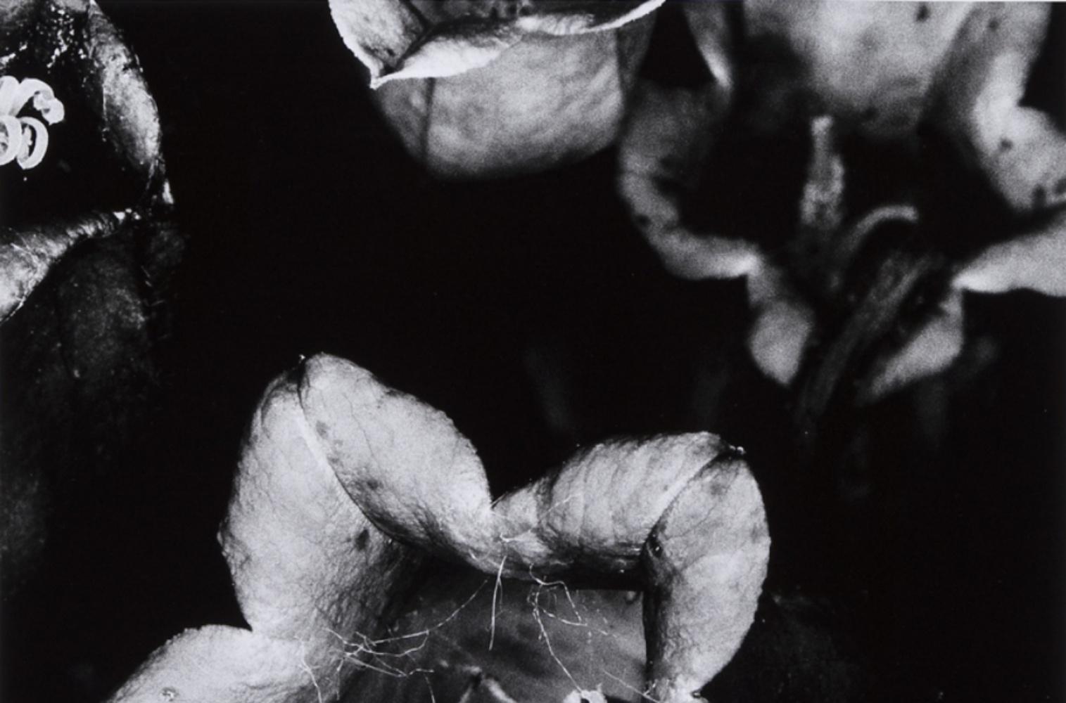 araki photographer