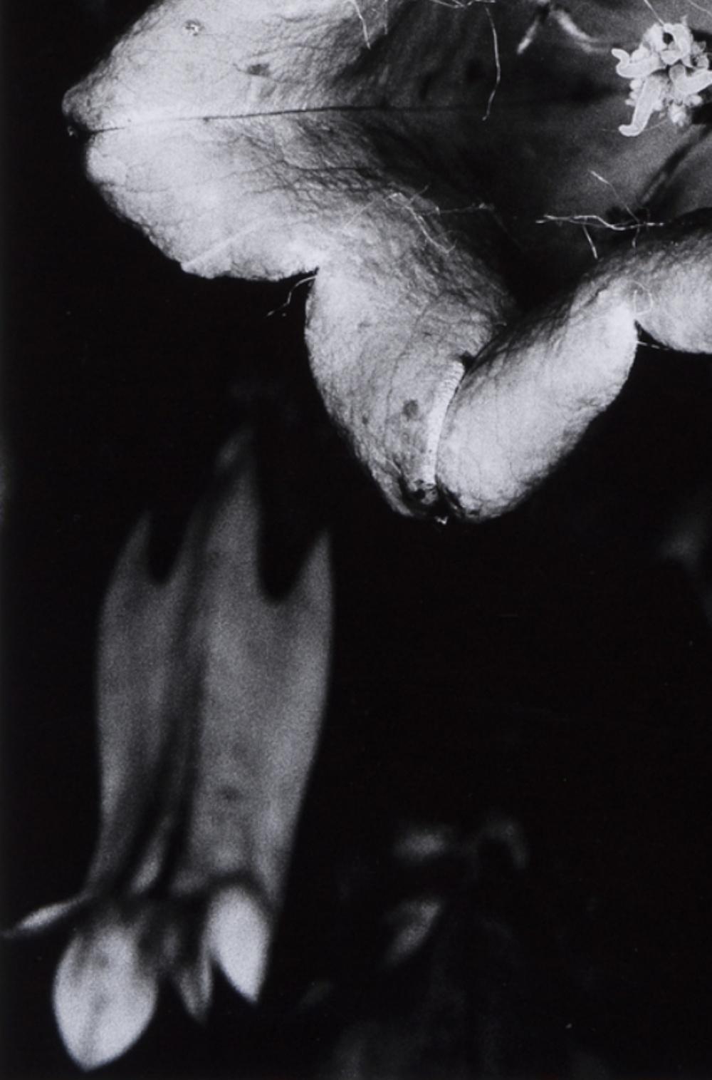Nobuyoshi ARAKI (*1940, Japan)
From the series 'Erotos', 1993
Gelatin silver print
57 x 38 cm (22 1/2 x 15 in.)
Framed

Nobuyoshi Araki (Tokyo, 1940) is a Tokyo-based photographer. Araki completed his studies at Chiba University’s Department of