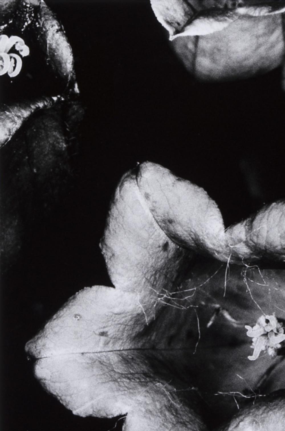 From the series 'Erotos' – Nobuyoshi Araki, Black and White, Photography, Flower 1