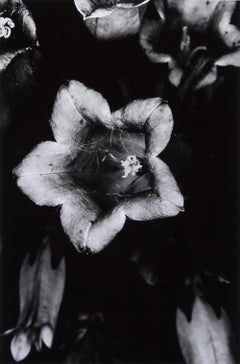 From the series 'Erotos' – Nobuyoshi Araki, Black and White, Photography, Flower