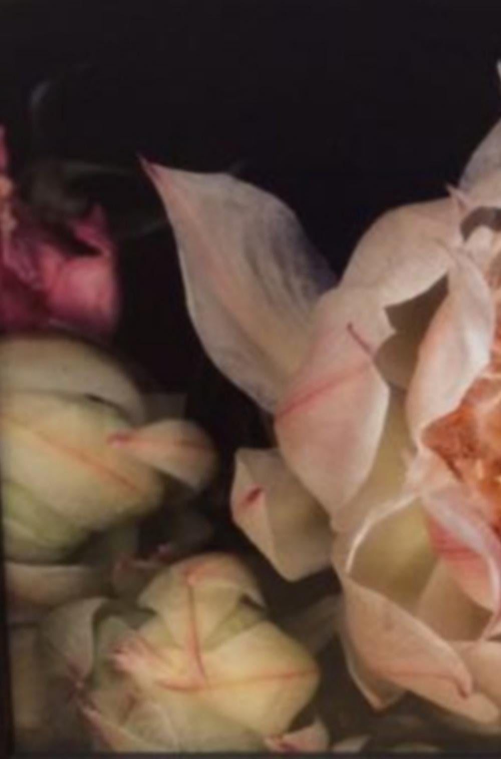 De la série « Kakyok » de Nobuyoshi Araki, photographie, fleur, couleur, nature en vente 2