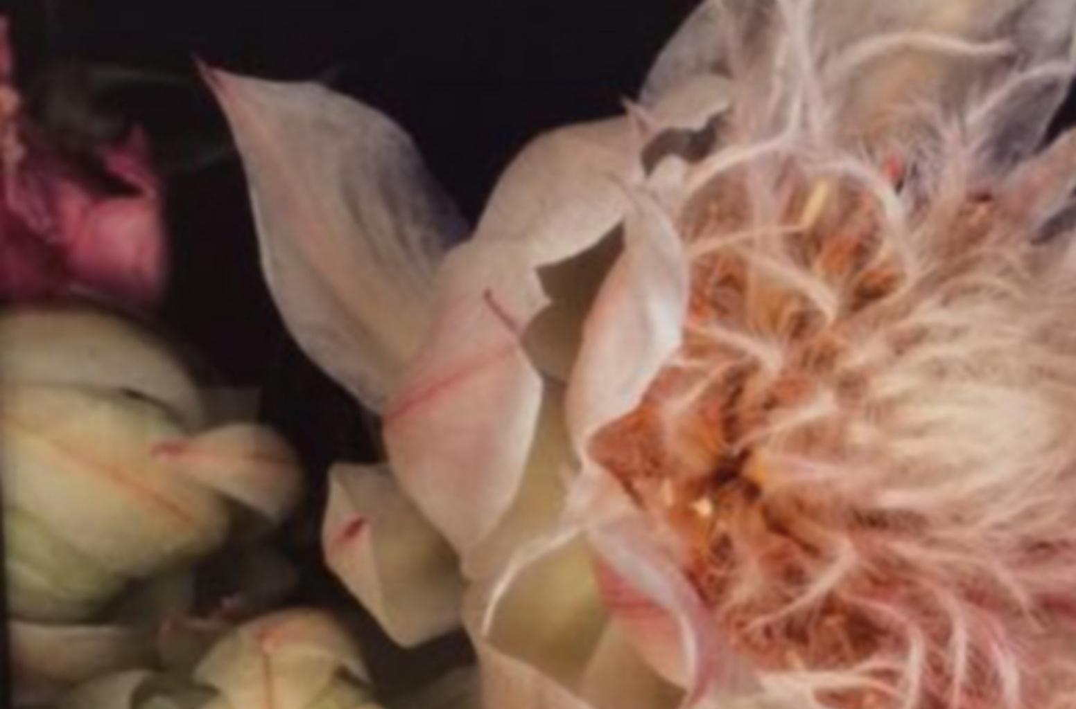 De la série « Kakyok » de Nobuyoshi Araki, photographie, fleur, couleur, nature en vente 4