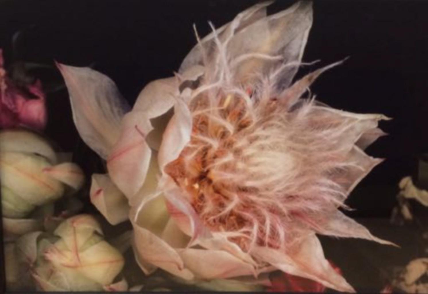 Nobuyoshi ARAKI (*1940, Japon)
De la série 'Kakyoku', 1997
Impression de couleur métallique
76.2 x 101,6 cm (30 x 40 in.)
imprimer seulement

Nobuyoshi Araki (Tokyo, 1940) est un photographe basé à Tokyo. Araki a terminé ses études au département de