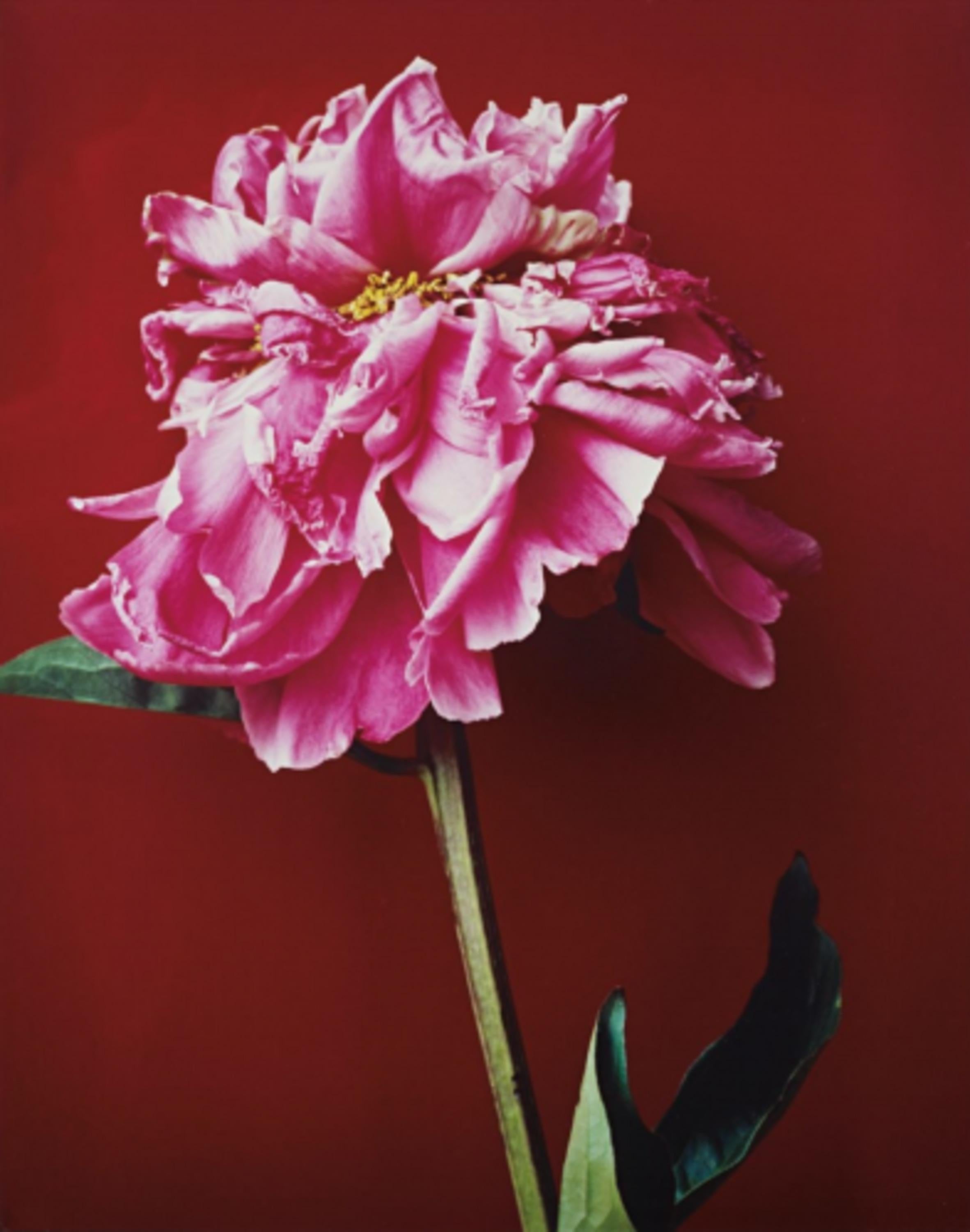 Untitled (Pink Flower) - Photograph by Nobuyoshi Araki