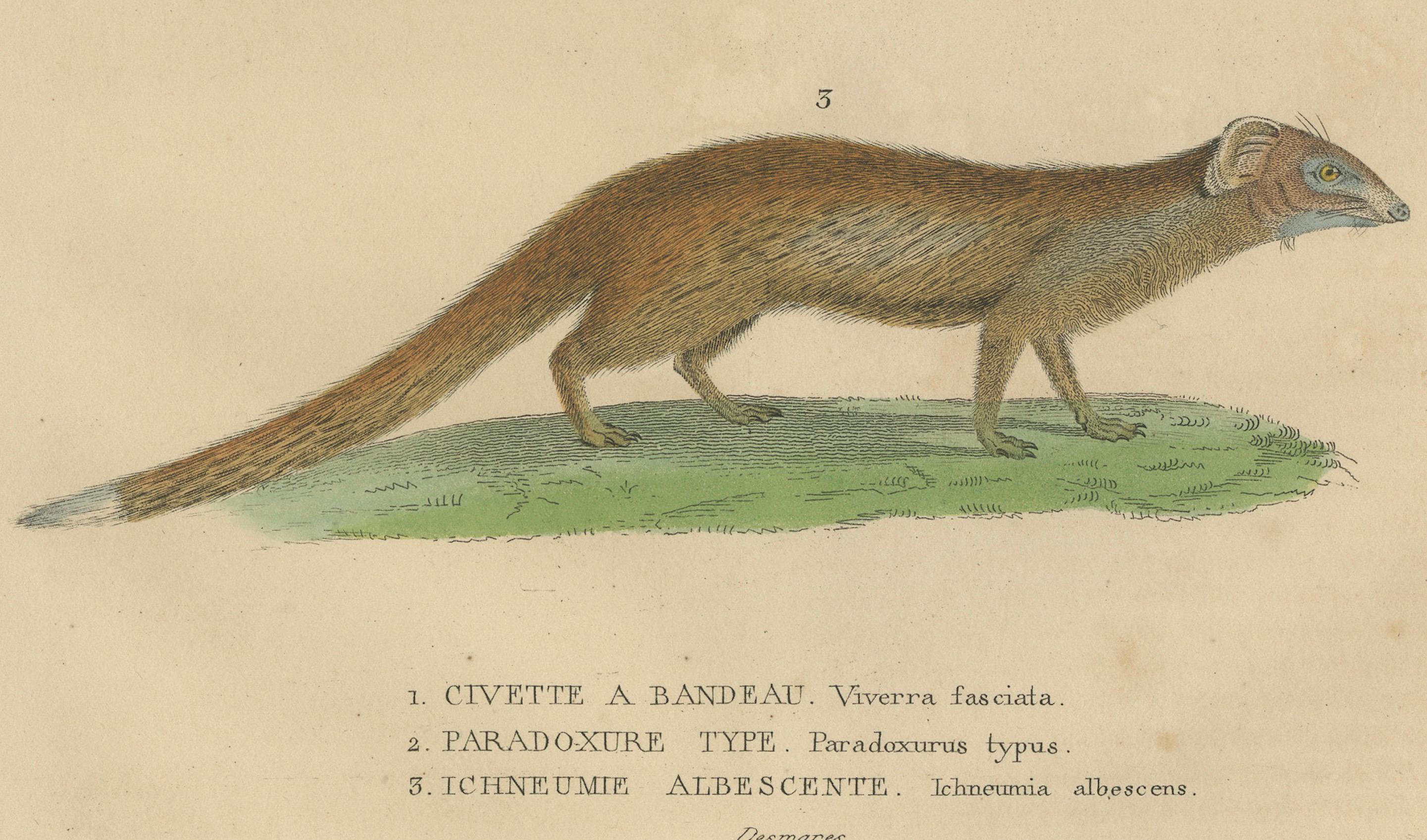 This original hand-colored engraving showcases three distinct mammals, each labeled in French with their scientific names:

1. **Viverra fasciata** - Known as the banded palm civet. It's characterized by the dark bands across its back and long body,