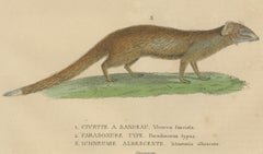 Nocturnal Foragers: A Banded and Asian Palm Civet and Enigmatic Mongoose, 1845