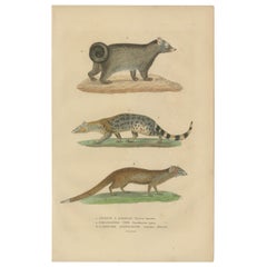 Nocturnal Foragers: A Banded and Asian Palm Civet und Enigmatic Mongoose, 1845