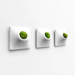 Modern White Wall Planter Set, Air Plant Holder, Moss Wall Art, Node 3" X Small