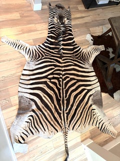 Non Felted Trophy Grade Burchell Zebra Skin Rug Hide Carpet Decor Flooring