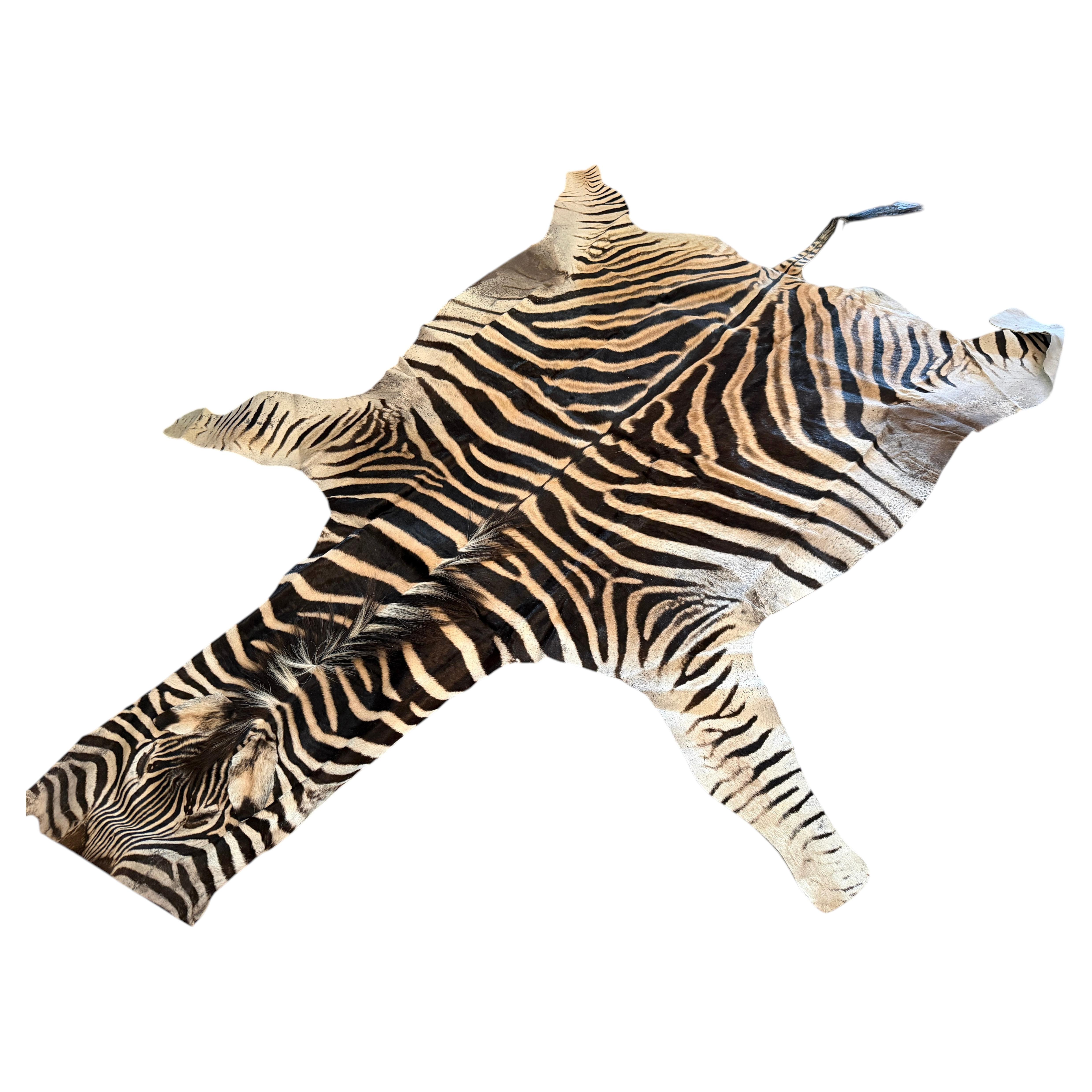 Non Felted Trophy Grade Burchell Zebra Skin Rug Hide Carpet Decor Flooring For Sale