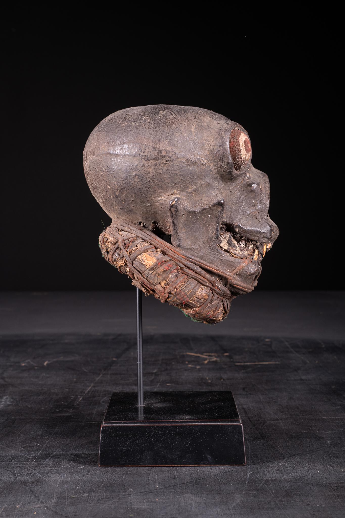 Non-Human Made of Ceremonial Skull In Fair Condition In Leuven , BE
