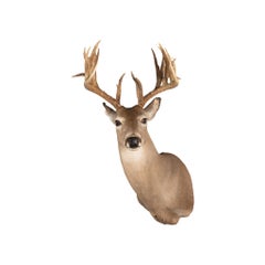Non Typical Whitetail Deer Mount