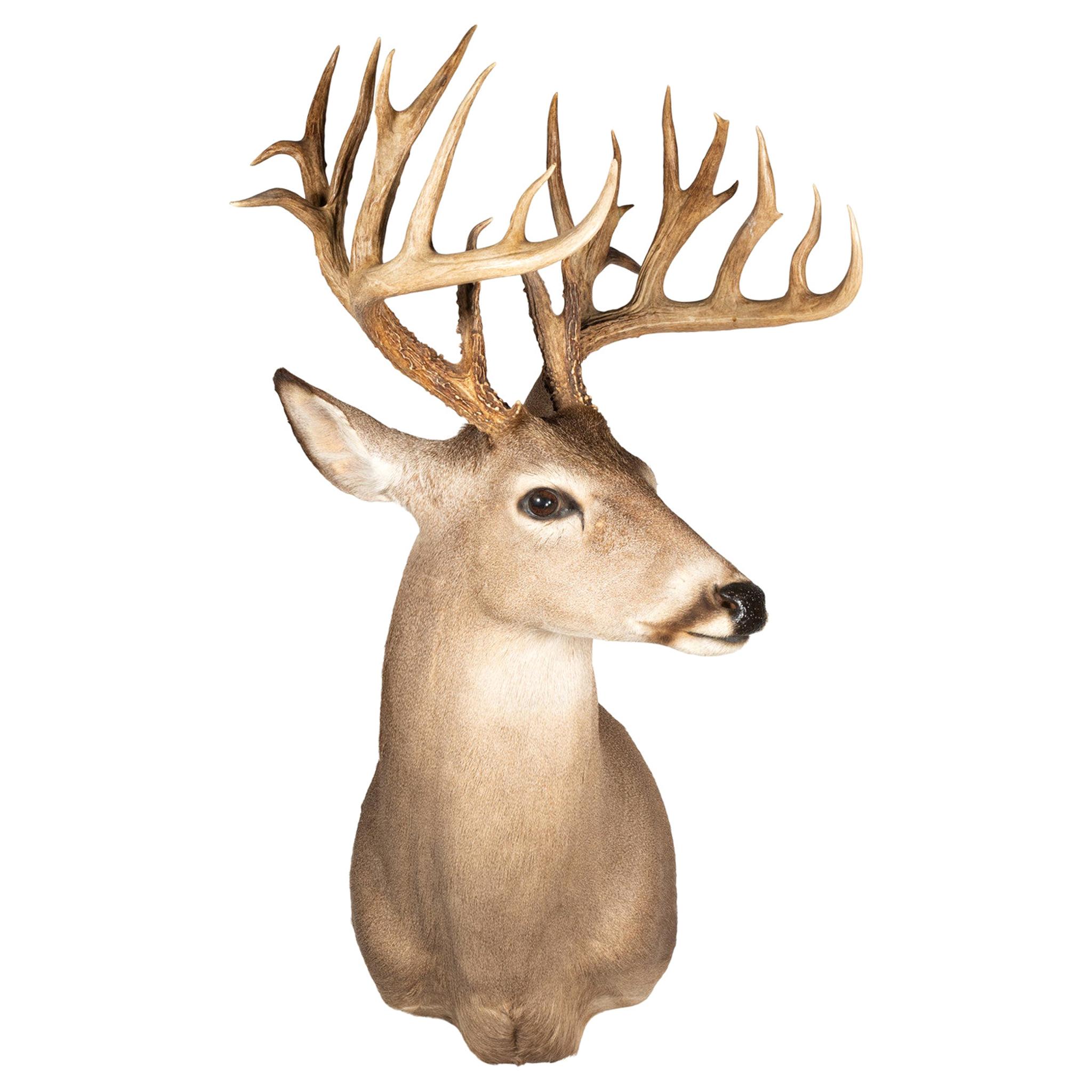 Non Typical Whitetail Deer Mount