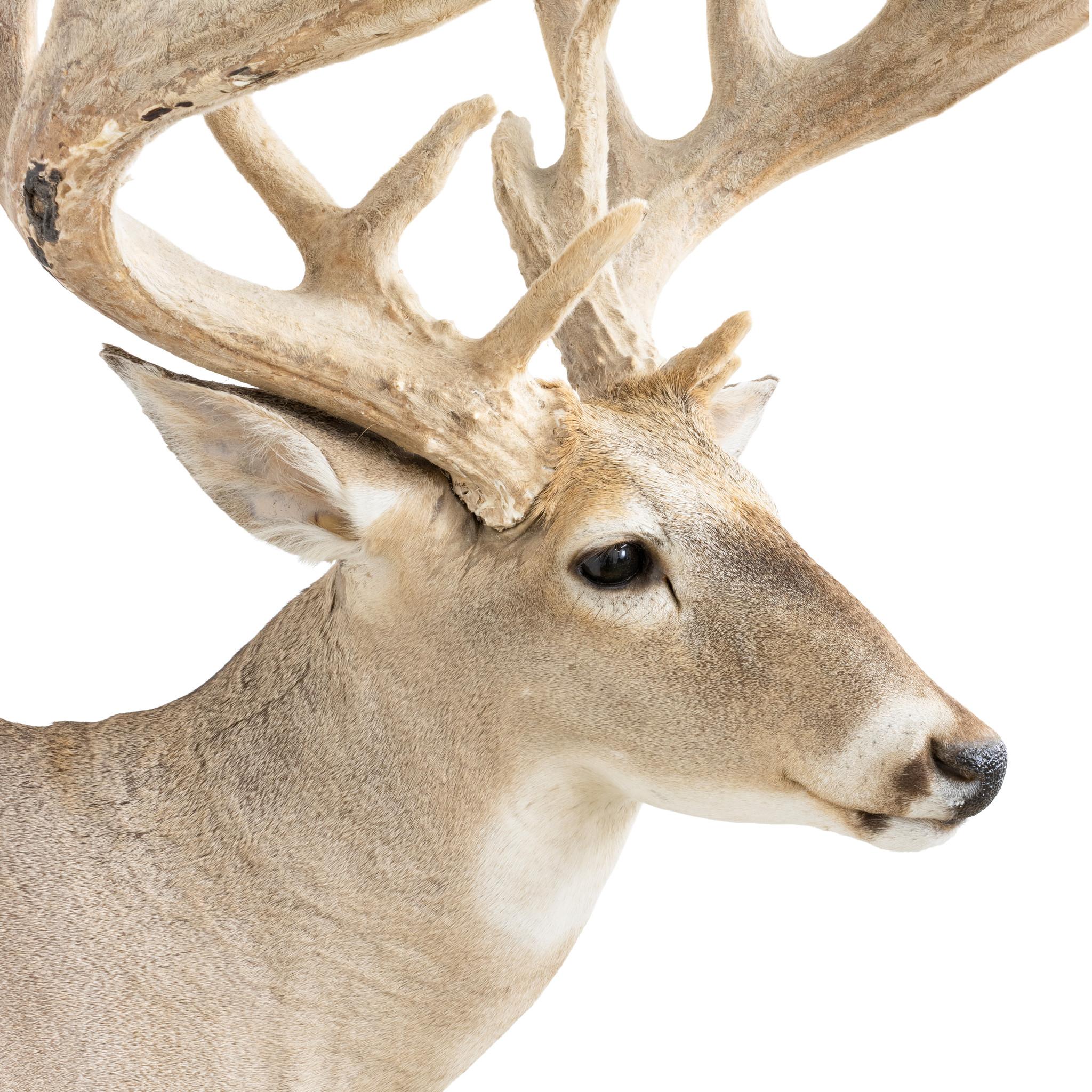 Una cavalcatura di whitetail non tipica proveniente dall'High Fence Ranch in Pennsylvania. Una montatura espressiva e ben fatta, ideale da esporre in una baita o in una cabina rustica. Dimensioni: 42 