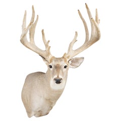 Non-Typical Whitetail Shoulder Mount
