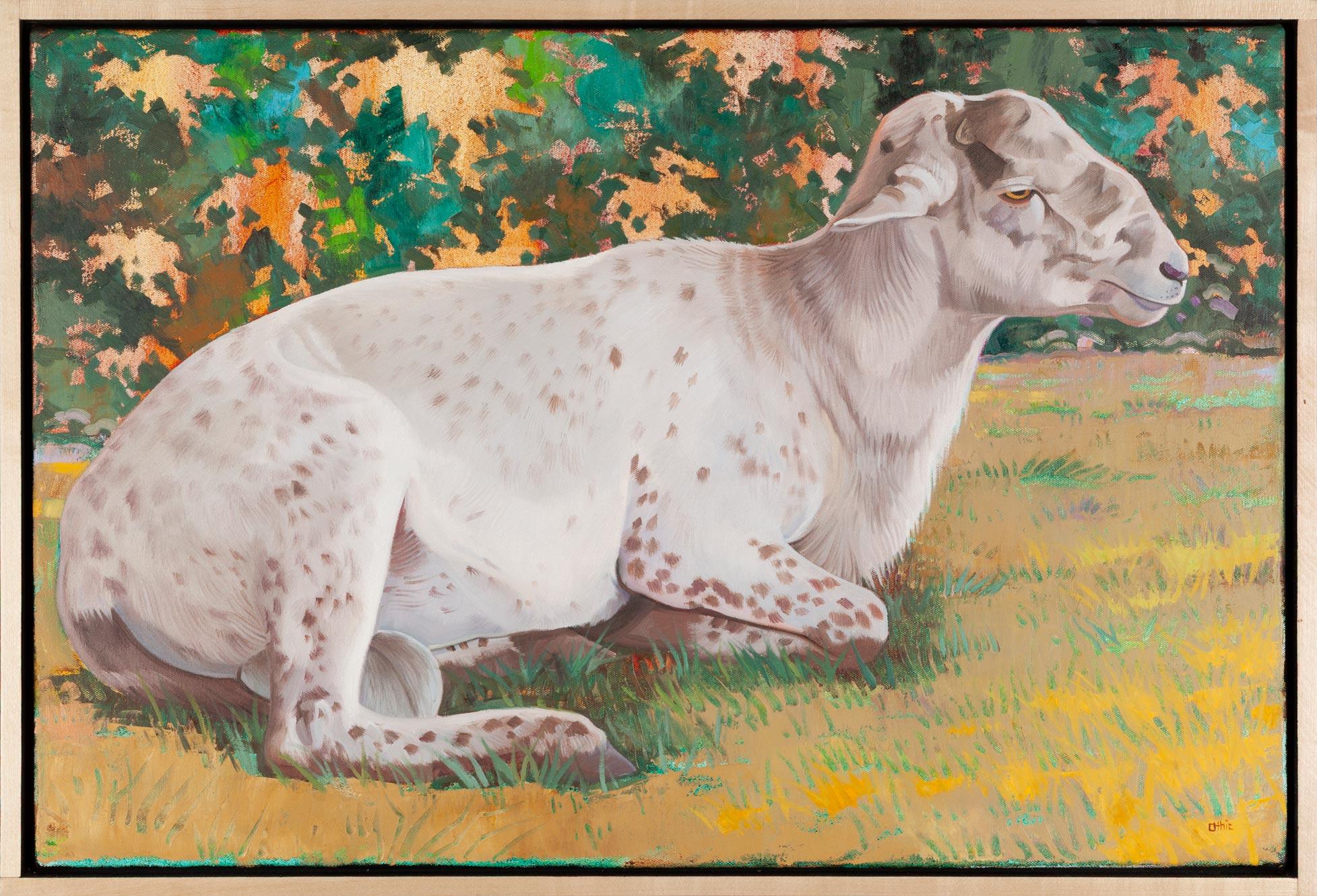 Hair Sheep Ram