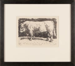 Charolais Bull