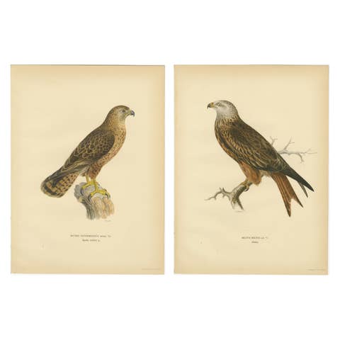 Nordic Birds of Prey Pair - Lithographs, Scandinavian Natural History 1929