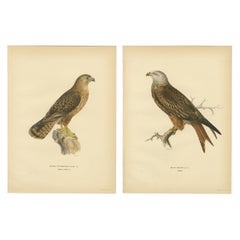 Nordic Birds of Prey Pair - Lithographs, Scandinavian Natural History 1929