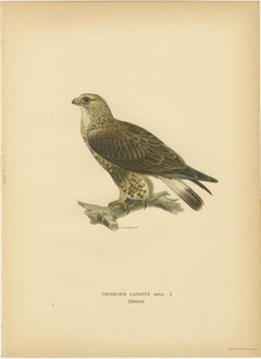 Nordic Birds of Prey Triptych — Swedish Lithographs, Scandinavian Raptors 1929