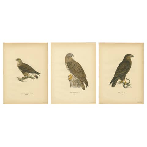 Nordic Birds of Prey Triptych — Swedish Lithographs, Scandinavian Raptors 1929