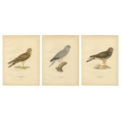 Nordic Harriers Triptych — Swedish Lithographs, Scandinavian Birds of Prey 1929