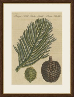 Ramo e pigna di pino dell’Isola di Norfolk, stampa d’epoca di Bertuch, 1815 circa