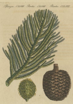 Ramo e pigna di pino dell’Isola di Norfolk, stampa d’epoca di Bertuch, 1815 circa