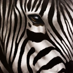Zebra Subtil