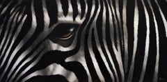 Zebra Attentif
