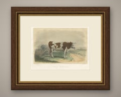 Norman Cow, Antique French Cattle Print after Melin, 1873