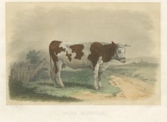 Norman Cow, Antique French Cattle Print after Melin, 1873