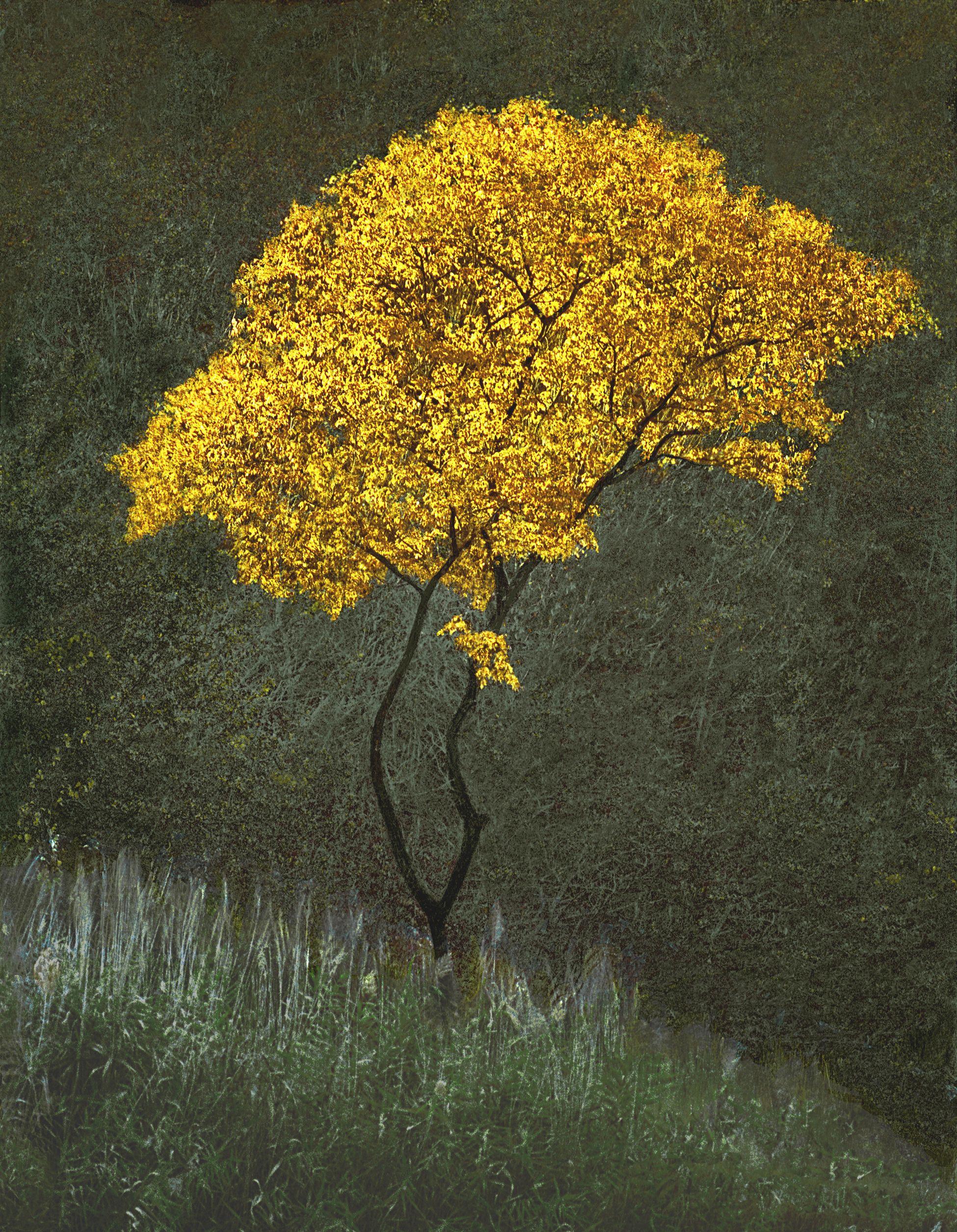 Norman Lerner Color Photograph - Zen Tree, Photograph, Archival Ink Jet