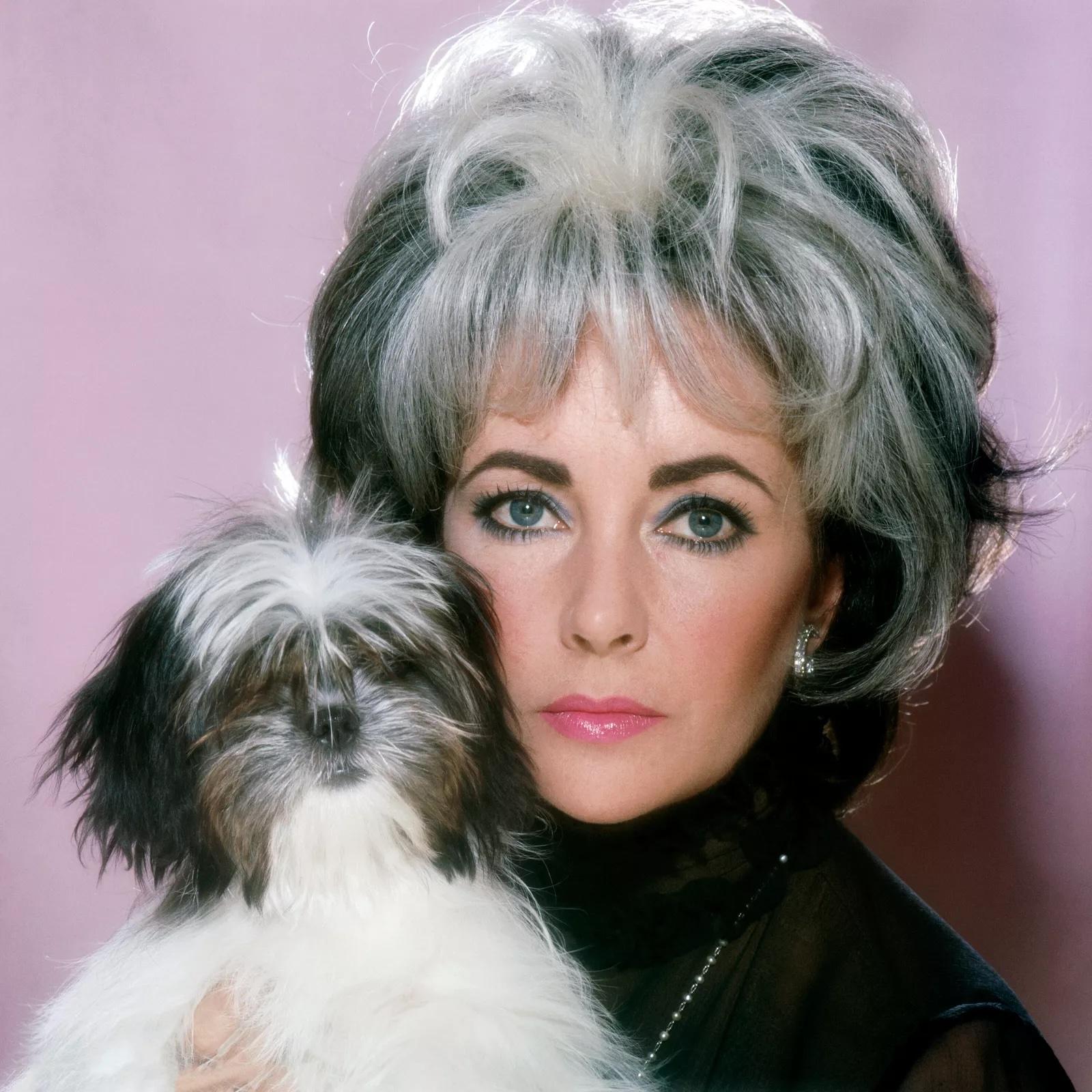 Die britisch-amerikanische Schauspielerin Elizabeth Taylor trägt eine von Michael Rasser entworfene Perücke, die zu ihrer Shih Tzu-Hündin Mariposa passt. Titelgeschichte für die Zeitschrift "Woman" vom 9. Dezember 1972.

Elizabeth Taylor und ihr