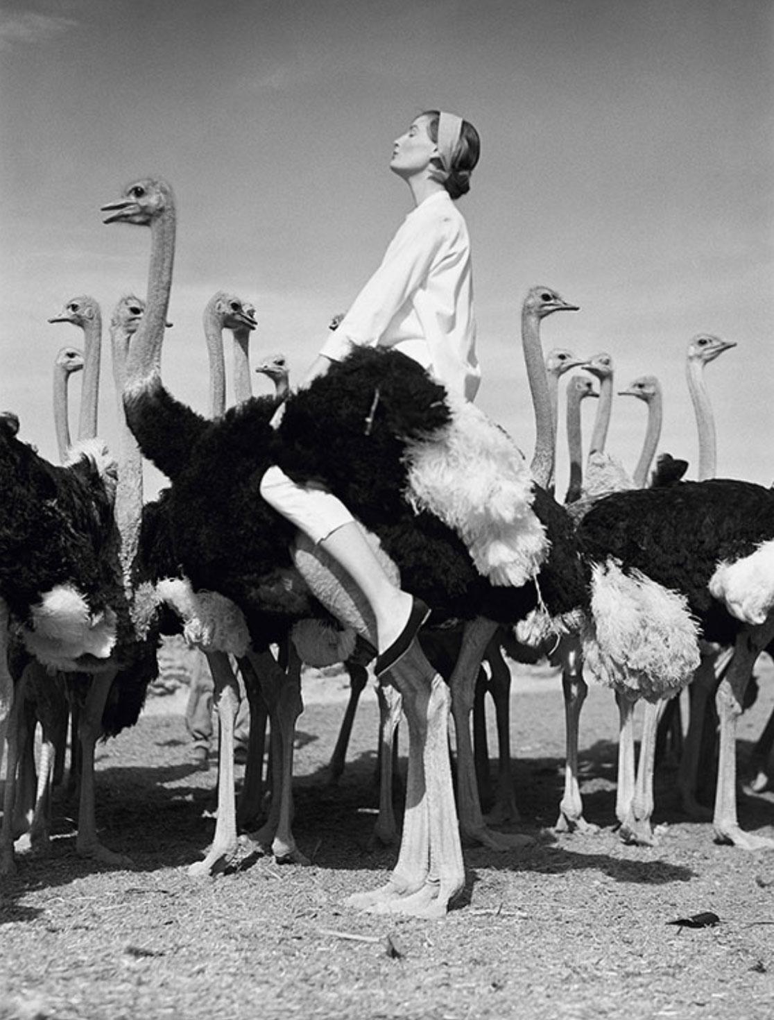 Norman Parkinson
Wenda and Ostriches
1951 (printed later)
C print
24 x 20 inches 
Estate stamped and numbered edition of 21 on verso
with certificate of authenticity from the Norman Parkinson Estate.

Wenda Parkinson wearing knee-buttoned jeans and