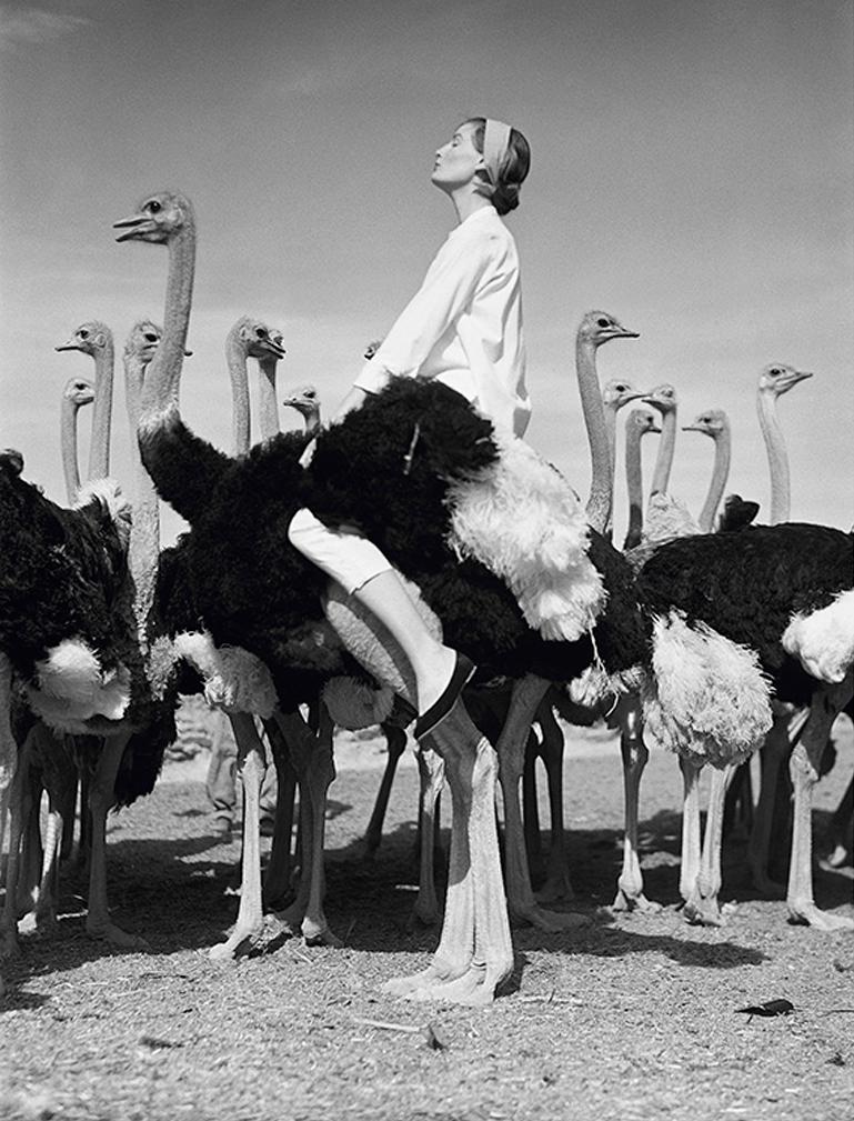 Norman Parkinson Figurative Photograph - Wenda and Ostriches, 1981, Gelatin Silver Print