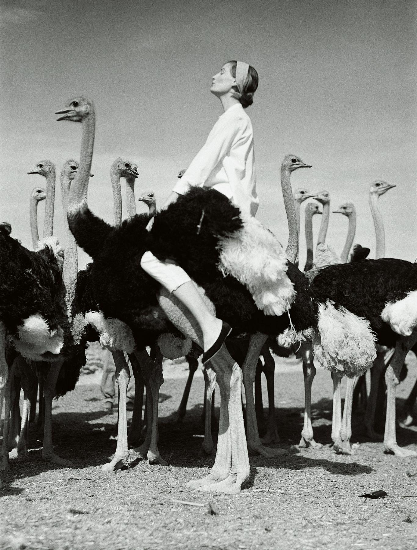 Norman Parkinson Black and White Photograph – Wenda und Strauße