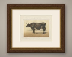 Normandy Ox, French Cattle Breed, Antique Chromolithograph by Borie, 1863