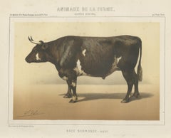 Normandy Ox, French Cattle Breed, Antique Chromolithograph by Borie, 1863