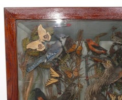 Nordamerikanische Vögel Taxidermie Diorama Display Fall 35" x 35"