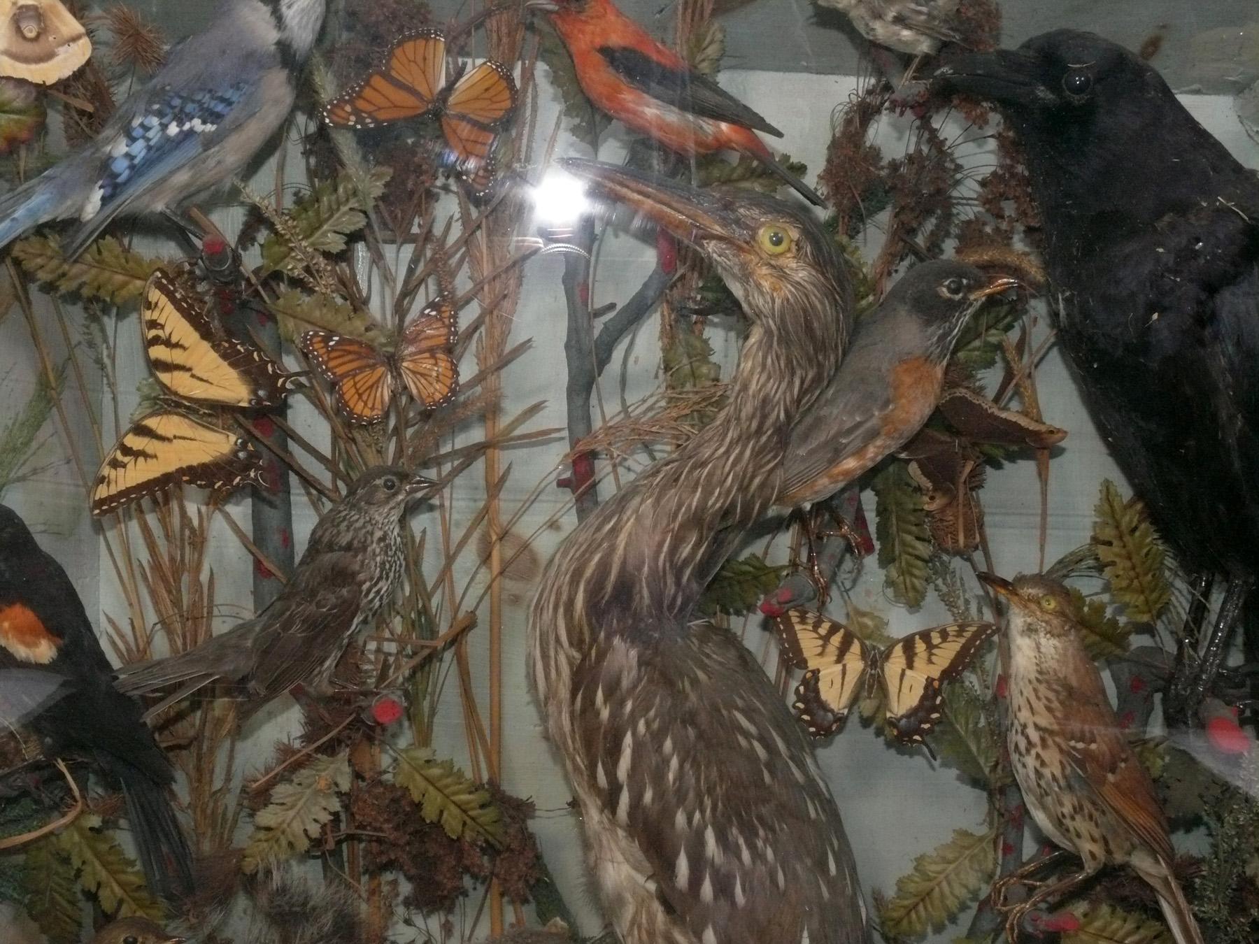 Américain Taxidermie d'oiseaux d'Amérique du Nord Vitrine Diorama 35