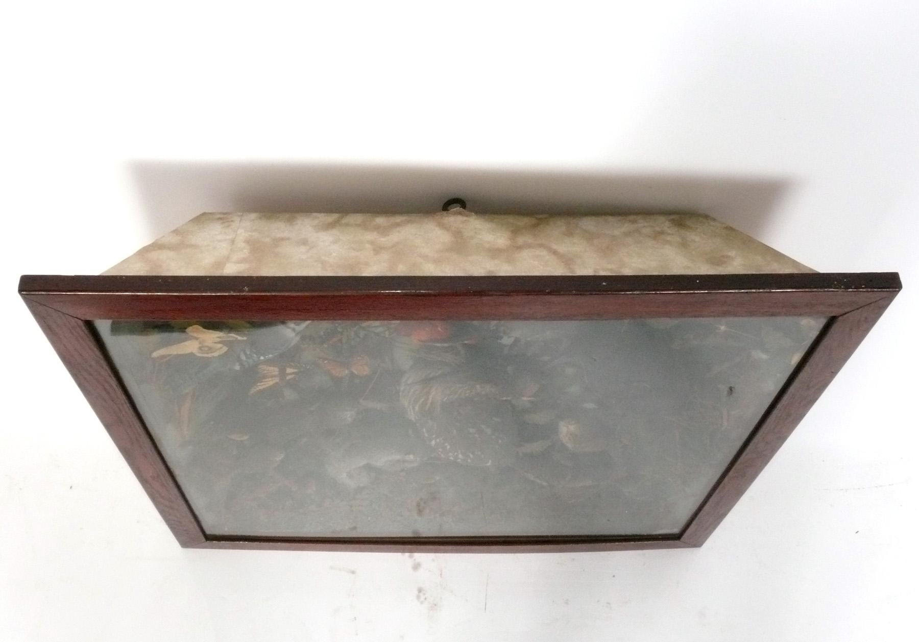 20ième siècle Taxidermie d'oiseaux d'Amérique du Nord Vitrine Diorama 35