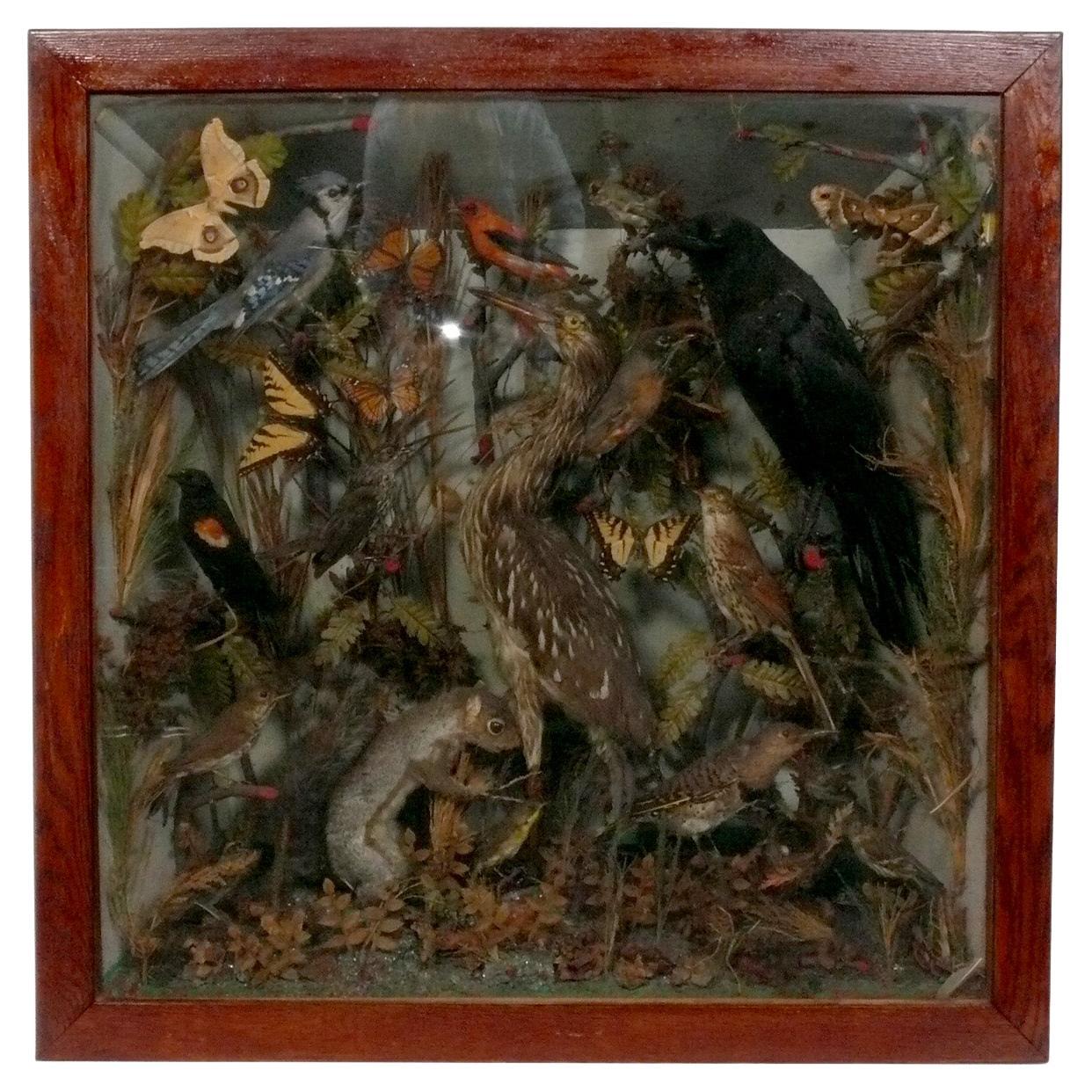 Taxidermie d
oiseaux d
Amérique du Nord Vitrine Diorama 35" x 35".