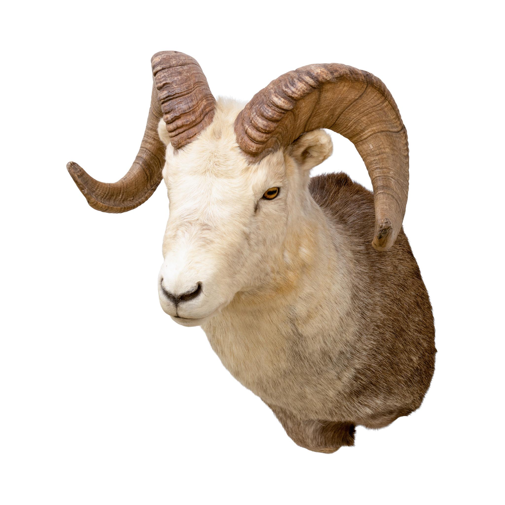 Montature a spalla North American Sheep Grand Slam in vendita 5