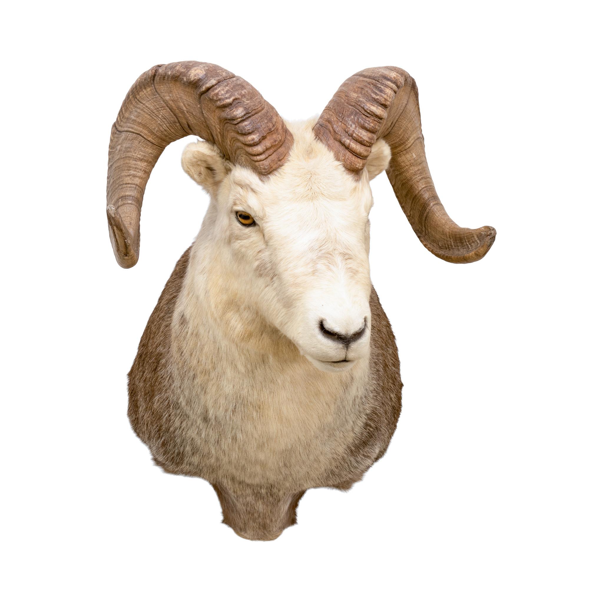 Montature a spalla North American Sheep Grand Slam in vendita 6