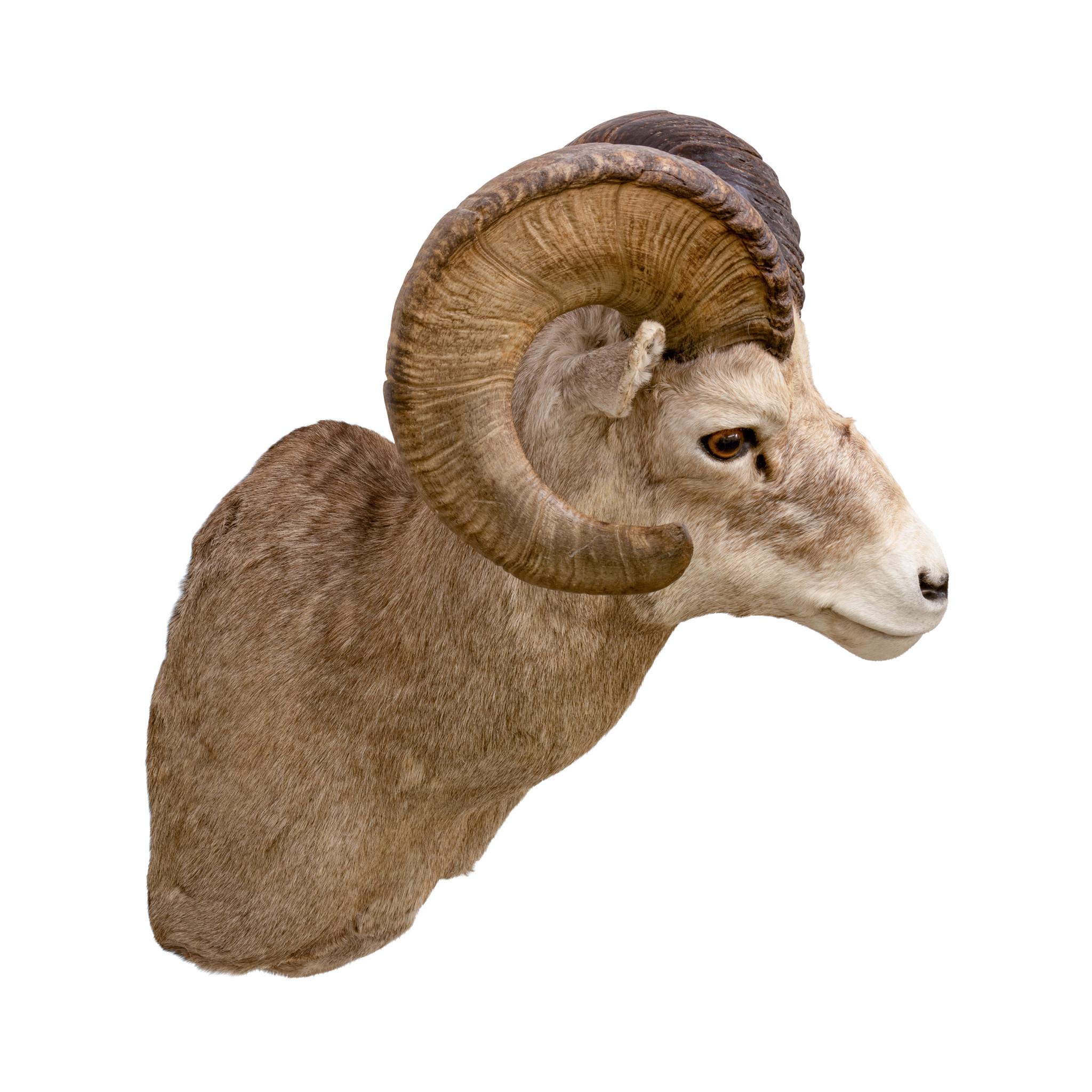 Montature a spalla North American Sheep Grand Slam in vendita 7