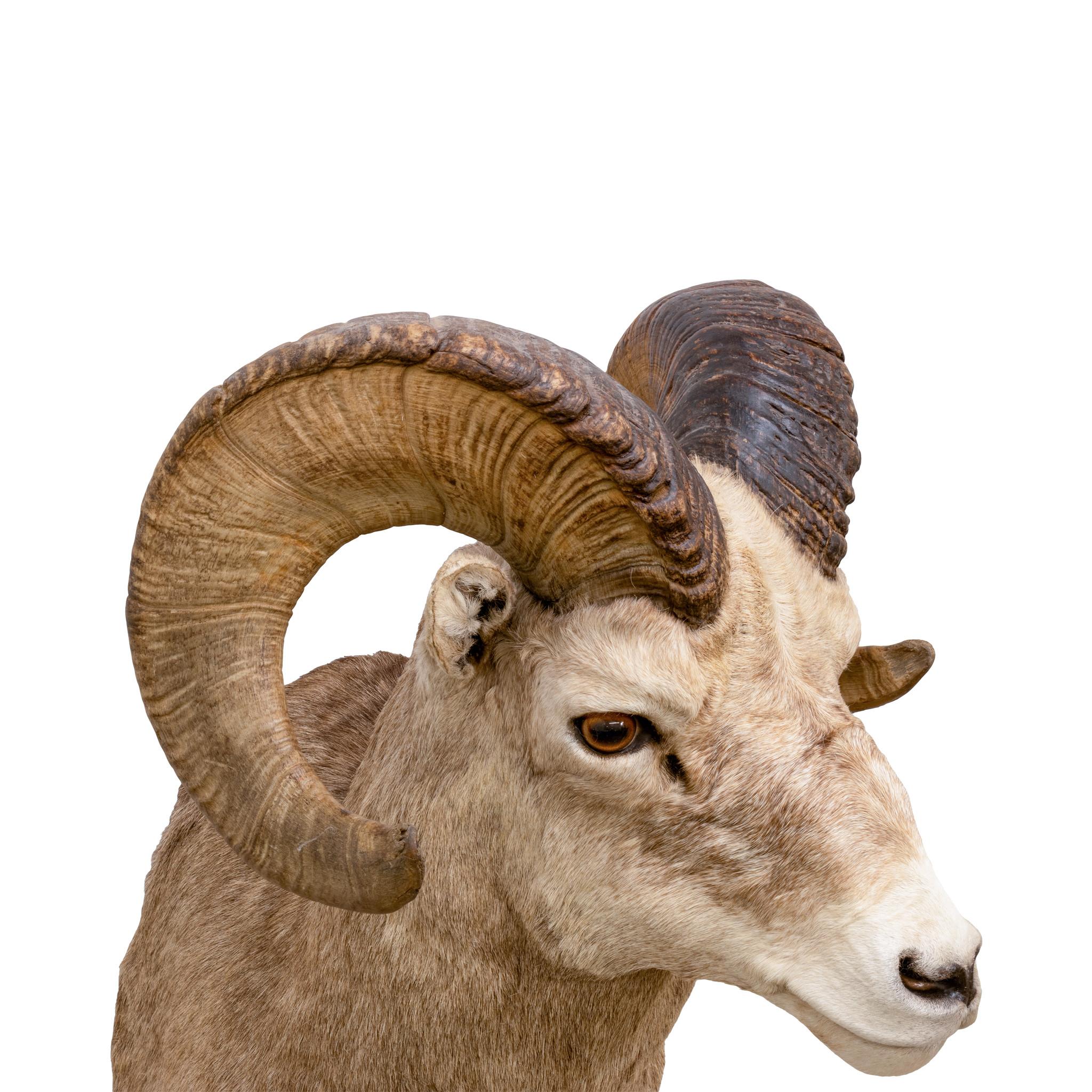 Montature a spalla North American Sheep Grand Slam in vendita 8