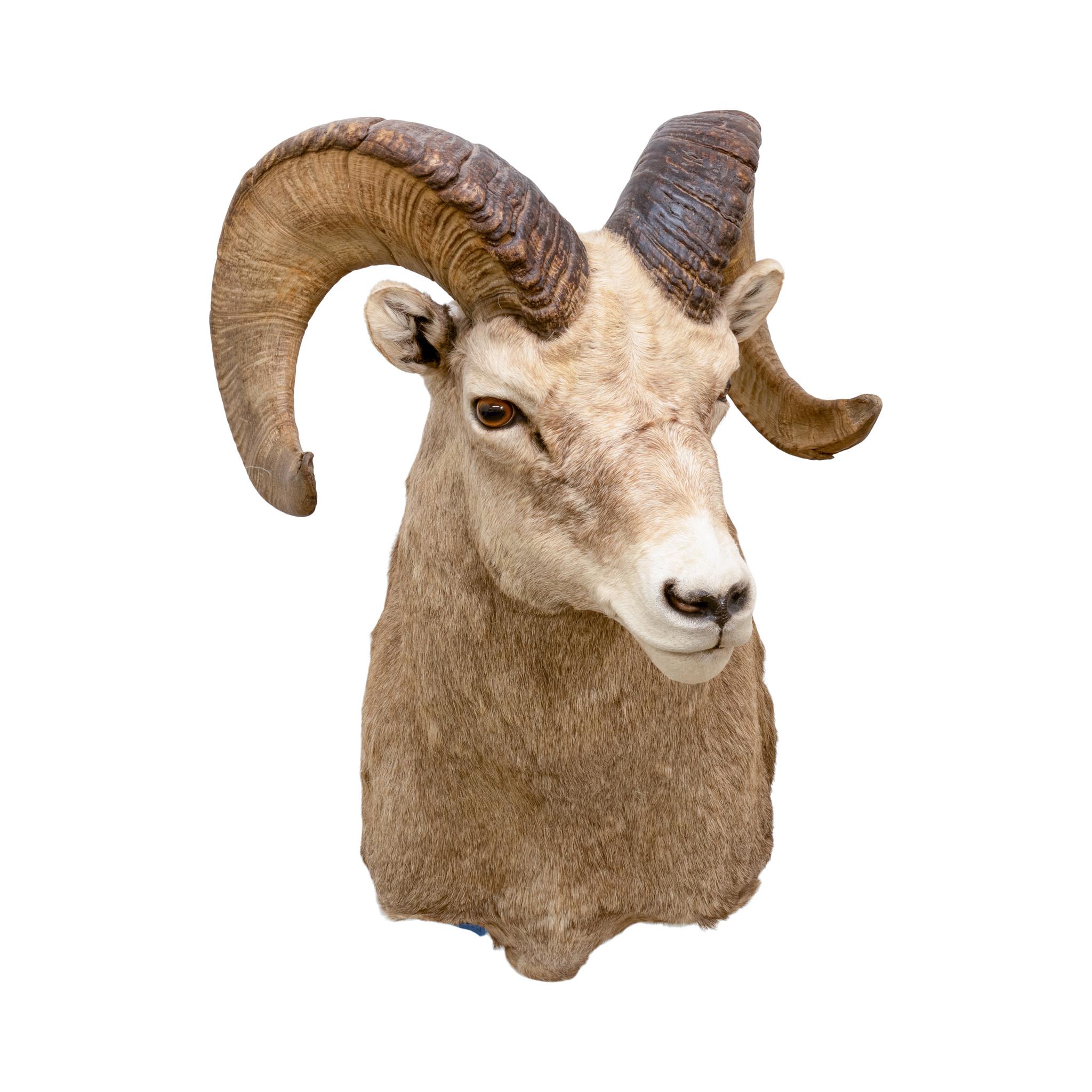 Montature a spalla North American Sheep Grand Slam in vendita 10